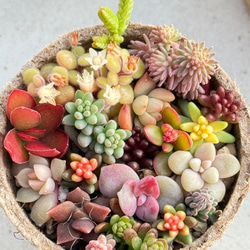 多肉植物＊セダムのちまちま寄せ植え＊夏から冬の変化 多肉植物 ＊N