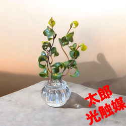 光触媒 人工観葉植物 ウォールグリーン フェイクグリーン DXユッカ1.2m