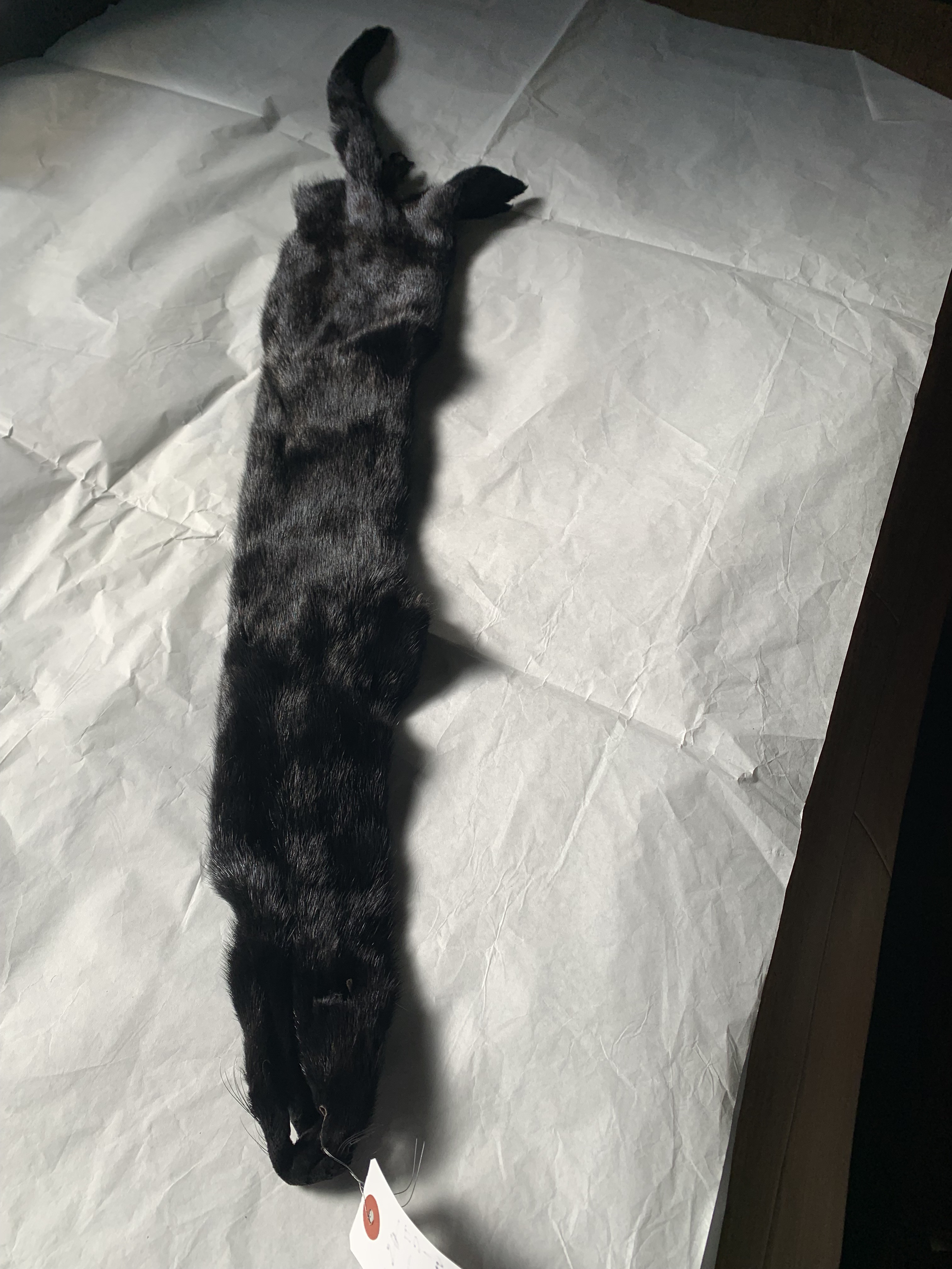 毛皮ミンク 1匹丸 黒 FU-501 13,320円