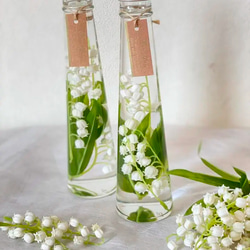 ハーバリウム・植物標本 のおすすめ人気通販｜Creema(クリーマ) 国内