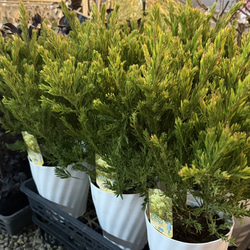 激レア】グレビレア ハニーワンダー 希少 オージープランツ 常緑低木