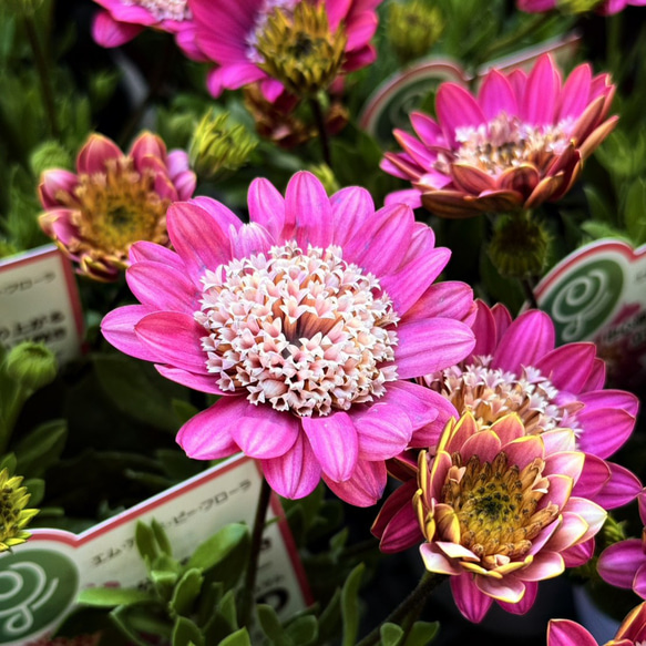 オステオスペルマム 「ピンクバイカラー」ピンク 花苗 花 苗
