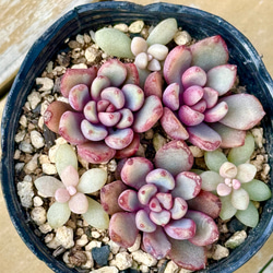 ピュアラブ＊エケベリア＊多肉植物＊抜き苗 多肉植物 ＊N＊ 通販