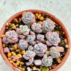 レーマニー錦＊多肉植物＊カット苗 多肉植物 ＊N＊ 通販 18491068