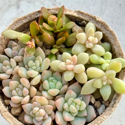 多肉植物＊セダムのちまちま寄せ植え＊夏から冬の変化 多肉植物 ＊N