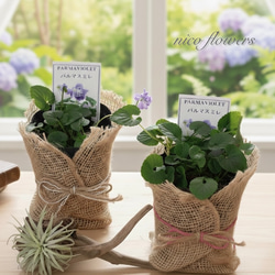 シックパープル♡レースラベンダー♡バイオレットフィズ♡鉢ごと