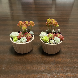 多肉植物 寄せ植え そのまま飾れる♡.*゜リース♡*°オレンジ 多肉植物