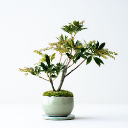 ヤマツツジのミニ盆栽｜桃色のうつわ その他インテリア雑貨 Sekibokka