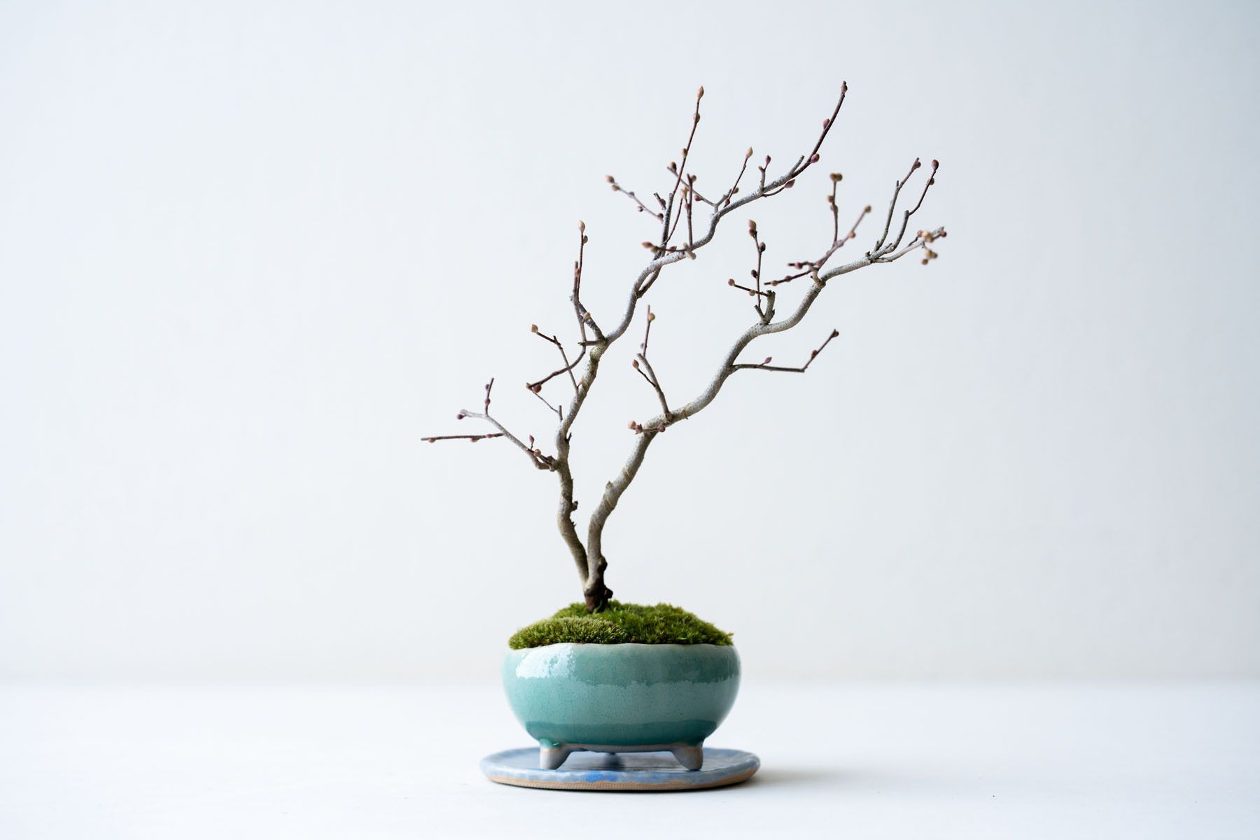 日向ミズキ｜氷青うつわ