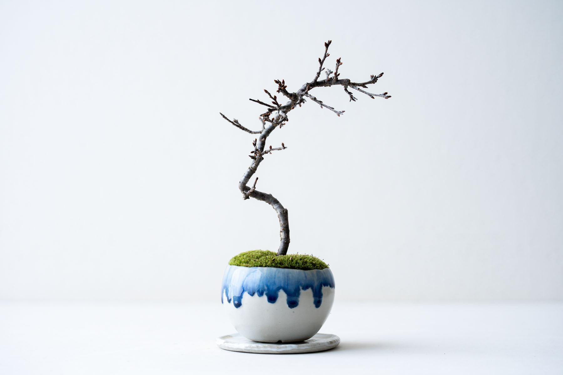 おかめ桜｜縁染めのうつわ