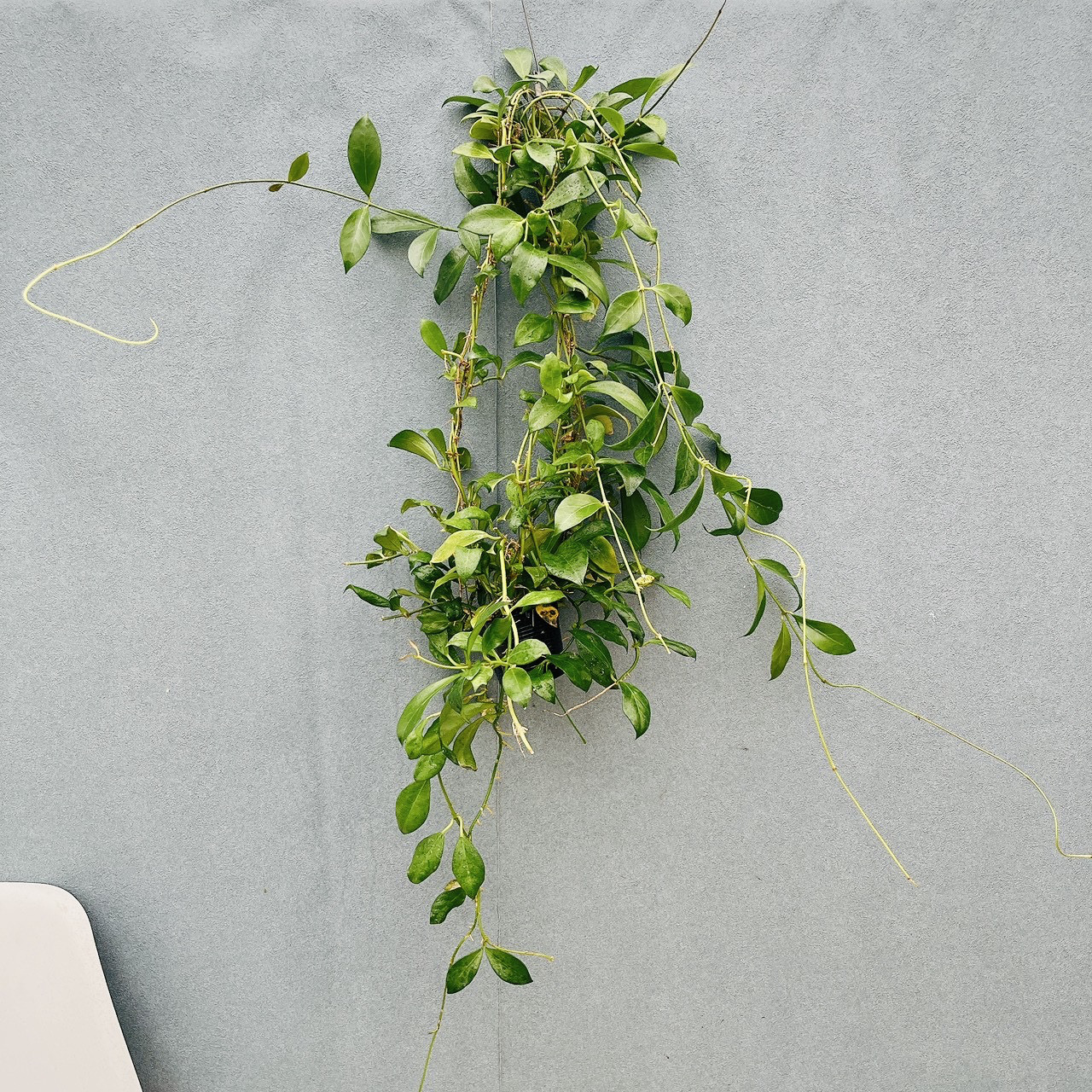 ［現品］【希少】21番　ホヤ　ロザリオオレンジ　観葉植物　吊り下げ　ハンギング　垂れ下がり　かわいい　花座付き