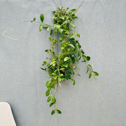 現品］♡人気♡ 22番 フィカス アルテシマ 曲がり 7号 観葉植物 室内