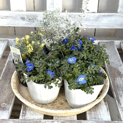 復刻】「エンジュエルホワイト」の純白寄せ植え※寄せ植えセット 花苗