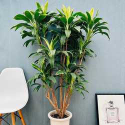 現品］4番 フィカス ベンガレンシス 曲がり 8号 観葉植物 室内 大型