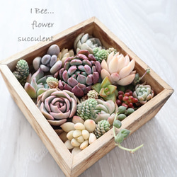 2個セット ユーカリポポラスのミルフィーユリース ドライフラワー I