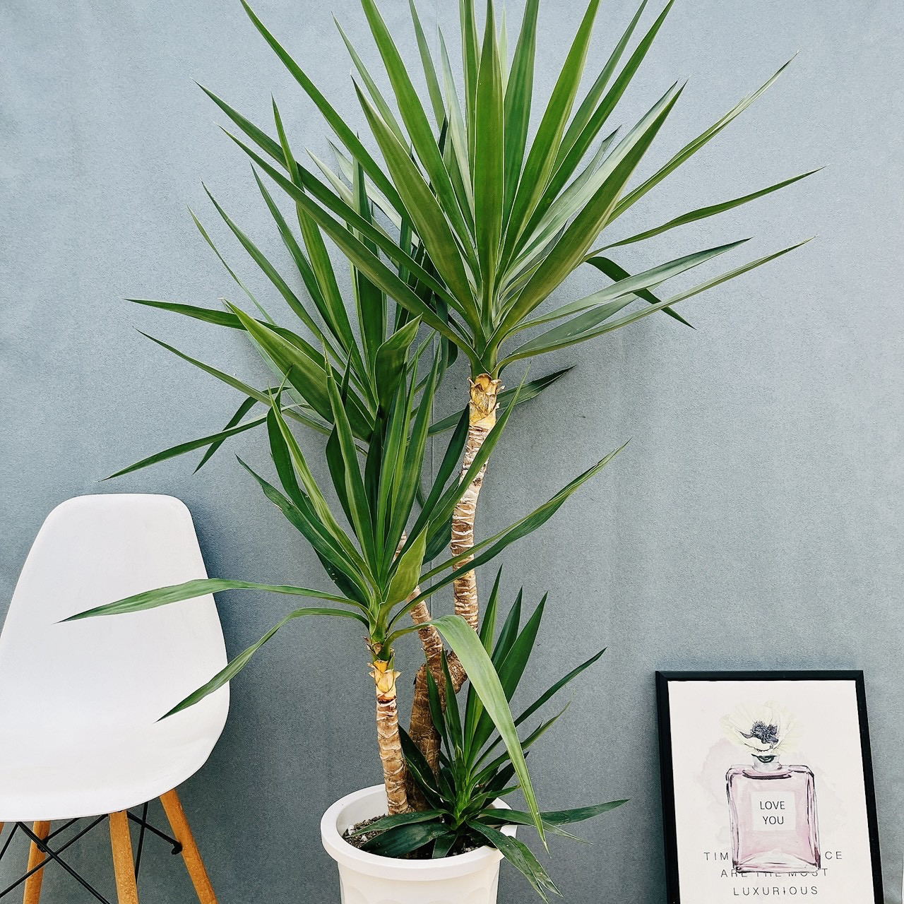 ［現品］大型サイズ！　ユッカ　10号　観葉植物　室内　大型　かっこいい　プラスチック鉢　おしゃれ