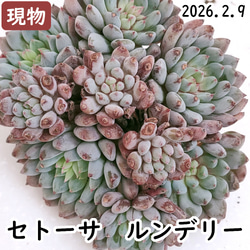 エリークイーン【エケベリア 多肉植物】 多肉植物 エケベリアSKETCH