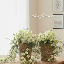 レア植物♡ピメレア フィソディス♡ウエディングベル♡麻巻き アート