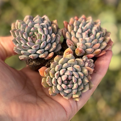 ノーベル群生 韓国苗 多肉植物 多肉植物 プクニク 通販 13320627