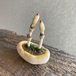 10039.bud 粘土の鉢植え 土筆 2枚目の画像