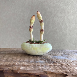10040.bud 粘土の鉢植え 土筆 5枚目の画像