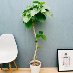 現品］23番 ツピタンサス 8号 観葉植物 室内 大型 おしゃれ シェフレラ