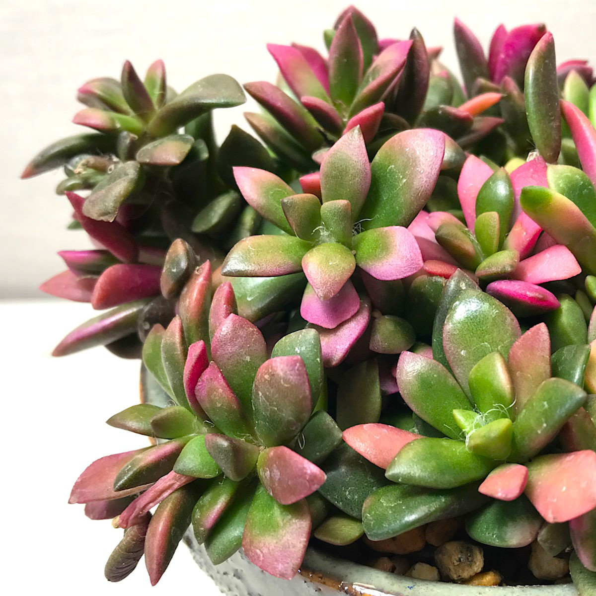 アナカンプセロス 桜吹雪 ＊ 多肉植物  観葉植物 珍奇植物