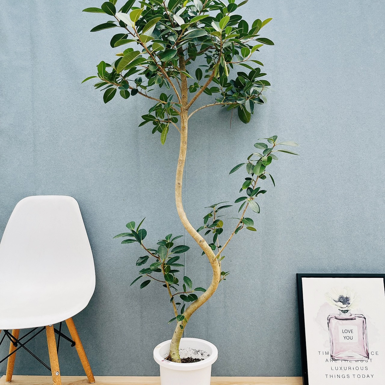 ［現品］K  フランスゴムノキ　曲がり　8号　フィカスルビギノーサ　観葉植物　ゴムの木　室内  大型　大きめ