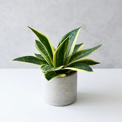 トラノオ サンセベリア サンスベリア フェイクグリーン 人工観葉植物