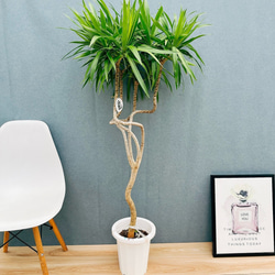 現品］【希少】 トックリラン 斑入り ポニーテール ノリナ セラアート