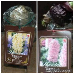 百花の王 牡丹【連鶴】半抱え八重咲きの真っ白な牡丹 最も好まれる白