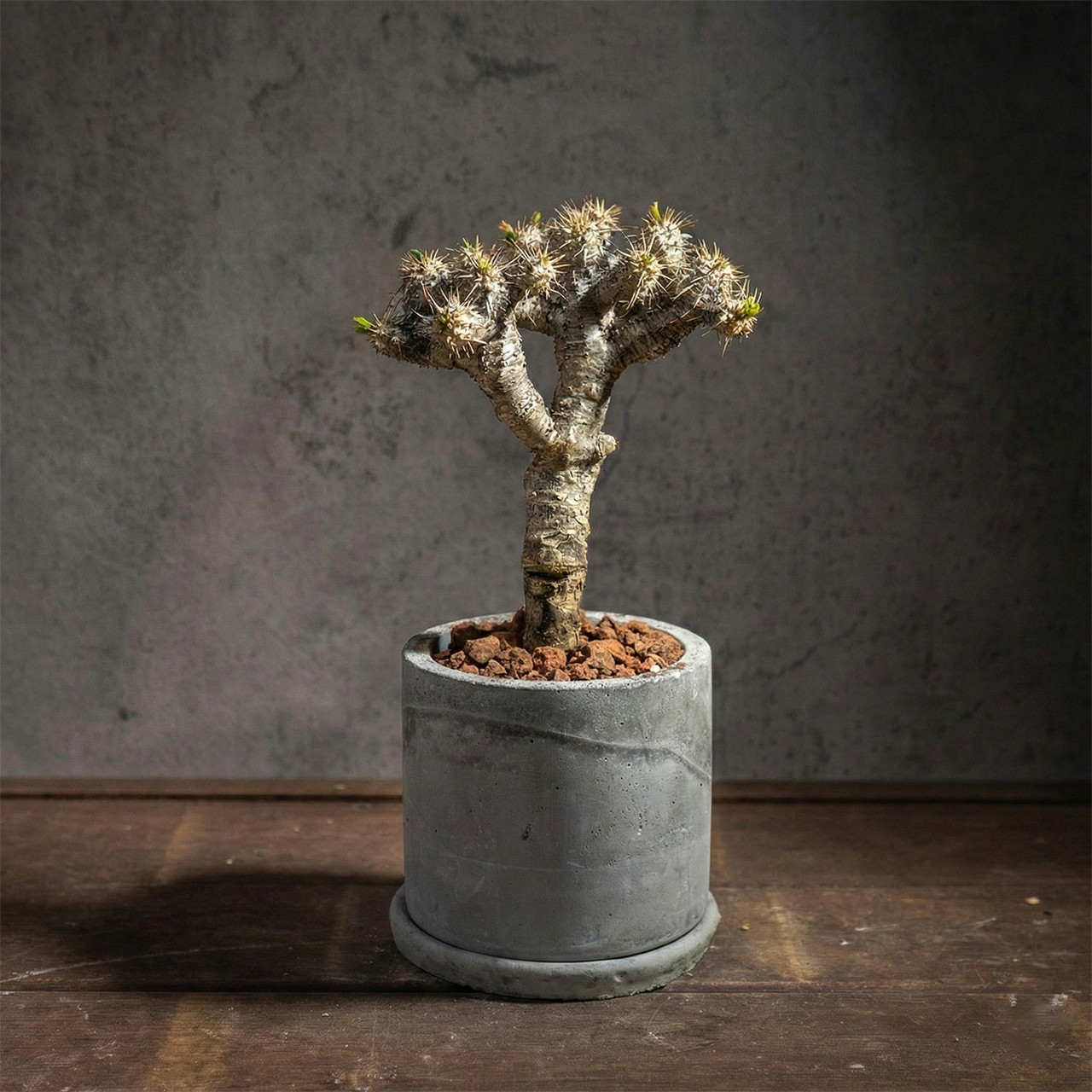 【厳選一株】ユーフォルビア・ギラウミニアナ × 手づくりモルタル鉢 存在感抜群の分岐フォルム【全国一律送料850円】