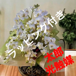 光触媒 人工観葉植物 ウォールグリーン フェイクグリーン ガジュマル