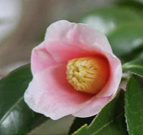 ピンクに白の覆輪が入る茶花【覆輪侘助】70～80cm苗