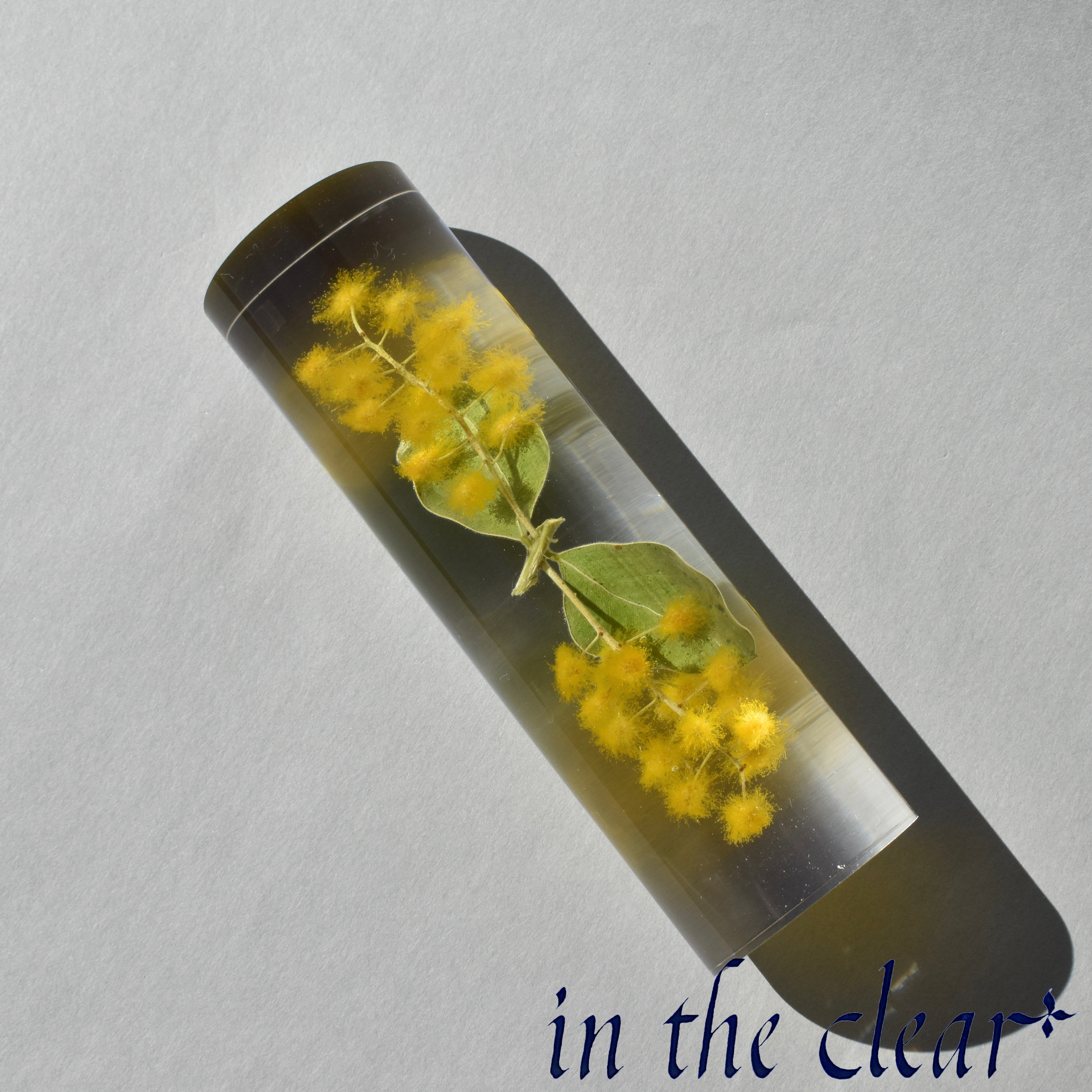 植物標本　ミモザ　黄色　レジン　３センチ円筒形