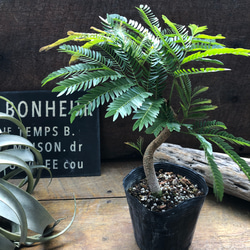 アスプレニウム♡ ニダス♡バリエガータ♡斑入り♡4号ポット アート