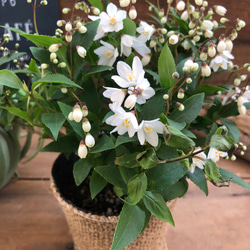 アグラオネマ ロータス デライト「Aglaonema Lotus Delight」 観葉植物