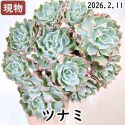 ロータスランプ (カット苗)【エケベリア 多肉植物】 多肉植物