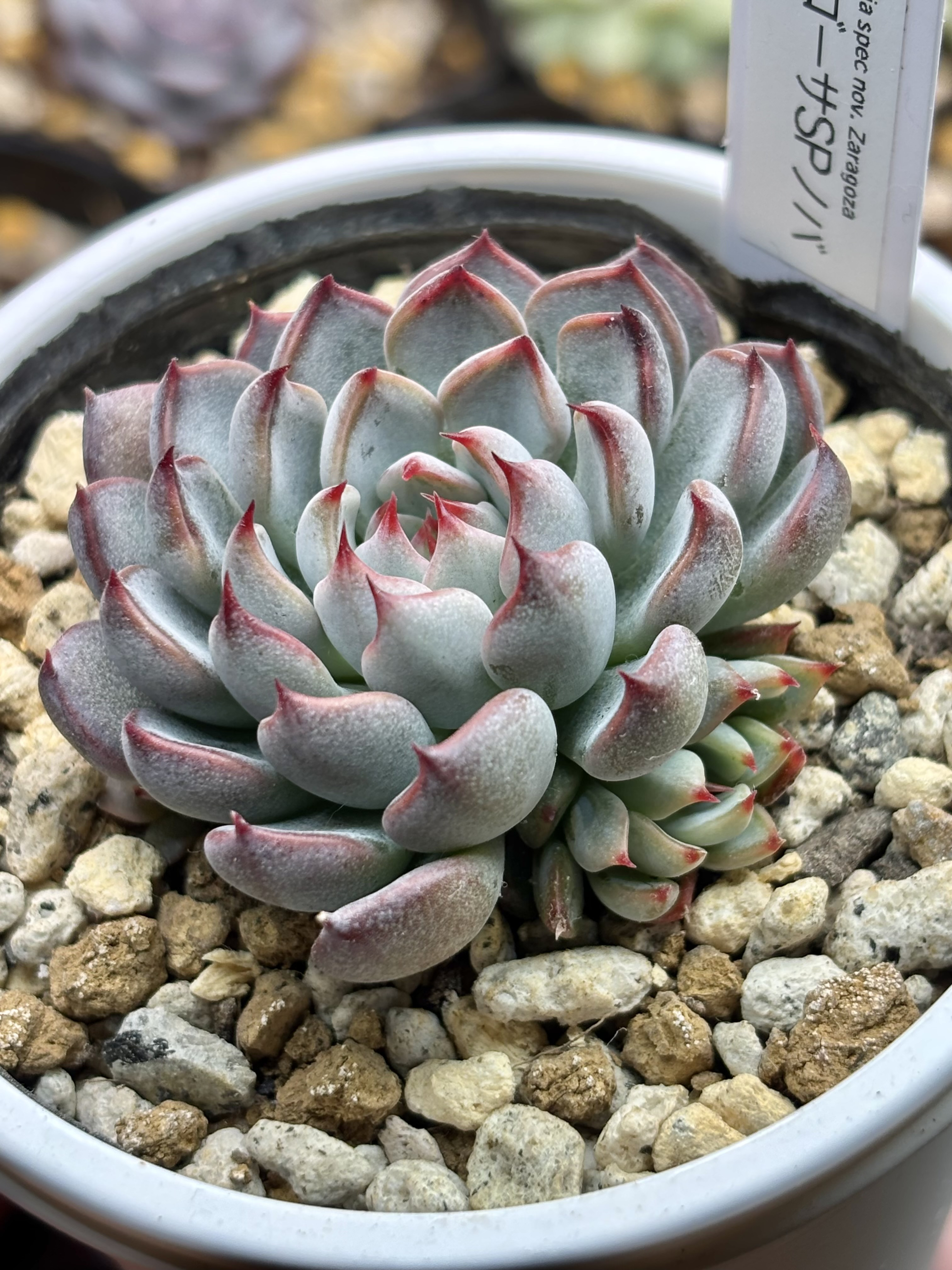 超レア品種！【現品】 ☆ザラゴーサSPノバ（子株2付き）多肉植物 自家