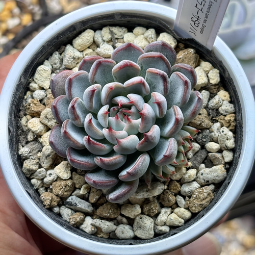 超レア品種！【現品】 ☆ザラゴーサSPノバ（子株2付き）多肉植物 自家