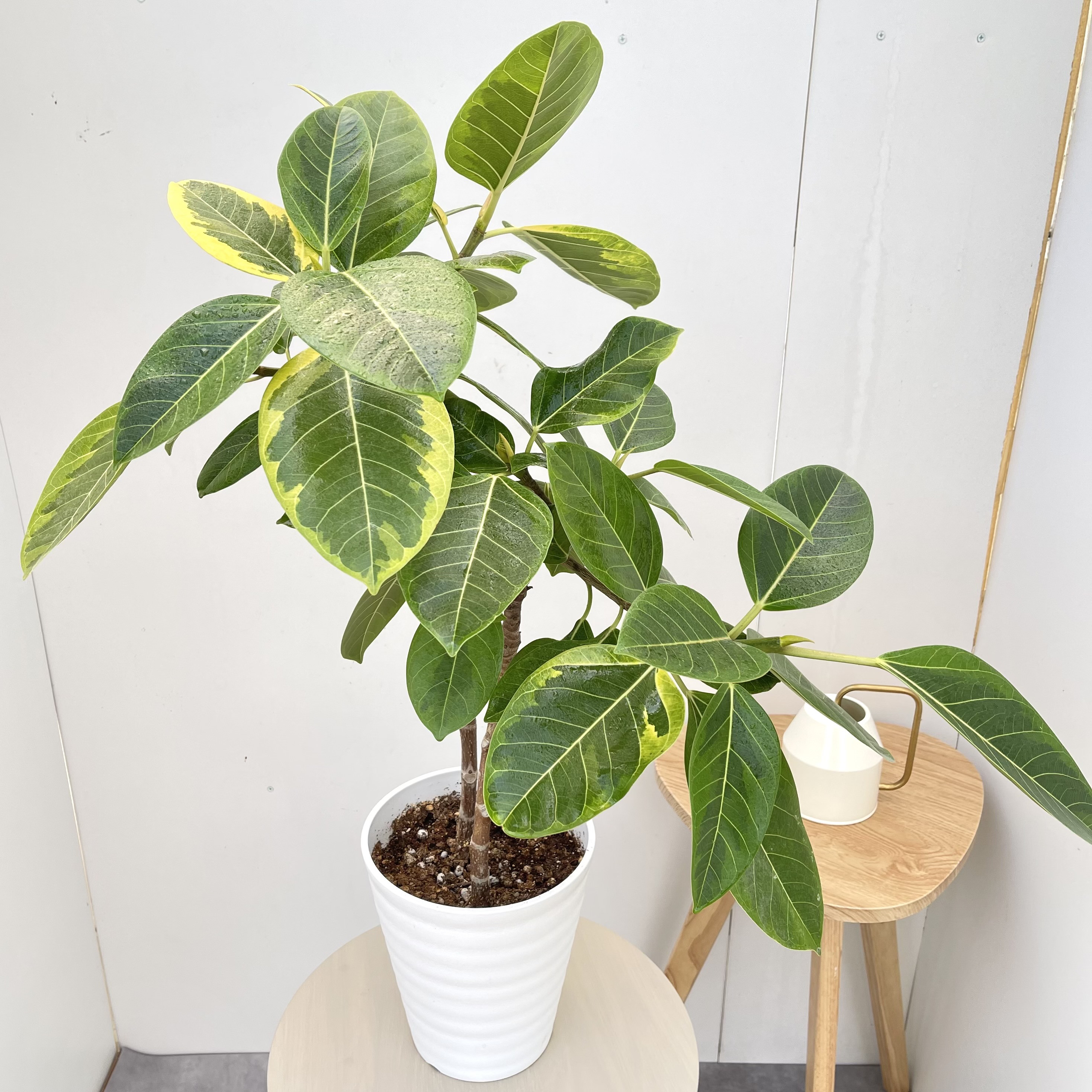 フィカス　アルテシマ　2本植え　3【現品】観葉植物　室内　7号