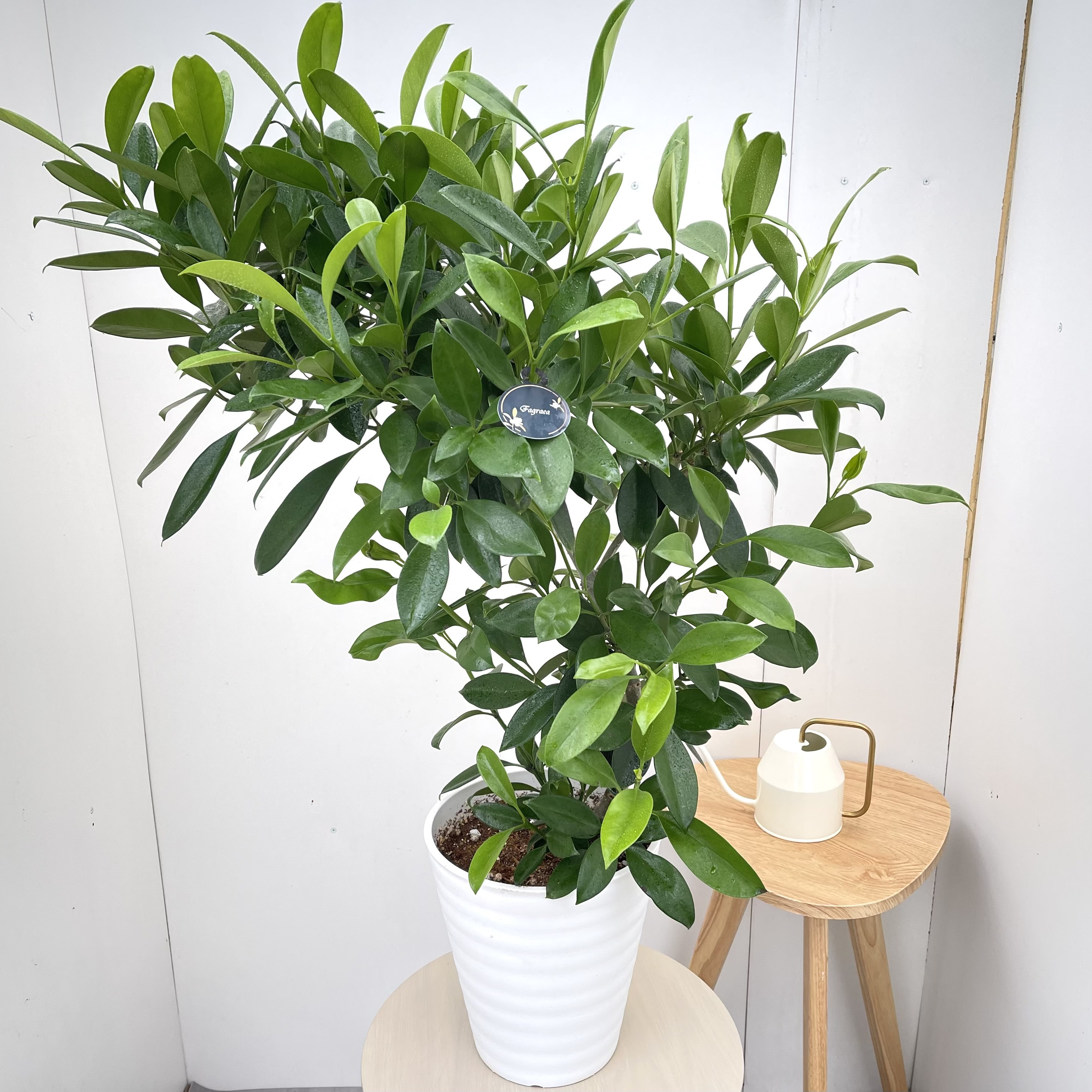 フォグラエア　ベリテロアナ　10【現品】観葉植物　室内　大型