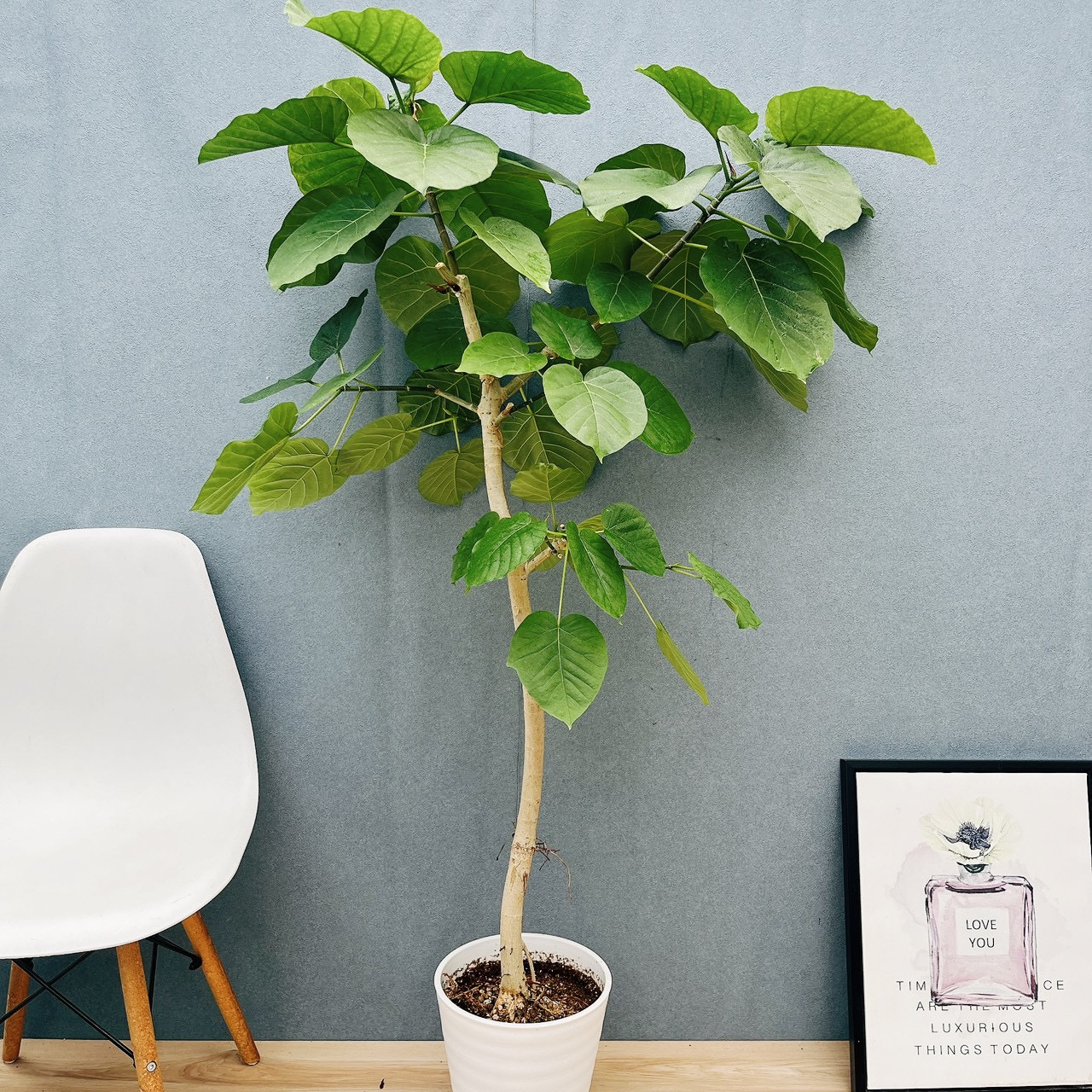 ［現品］80番　フィカス　ウンベラータ　8号　観葉植物　室内　大型　ゴムの木　人気  かわいい　上品　おしゃれ