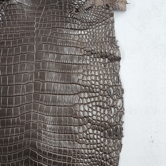 ワニ革 クロコ 半艶マット  ニコチン No.C009327 13枚目の画像