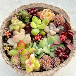 レア 多肉植物 エケベリア 桜ミルクキャンディ 2頭 1苗2980円 多肉植物