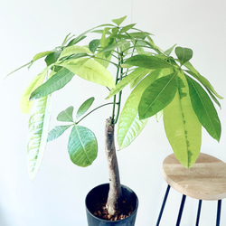 希少】ガジュマル ベビーリーフ テラニアスバルーン Lサイズ 観葉植物