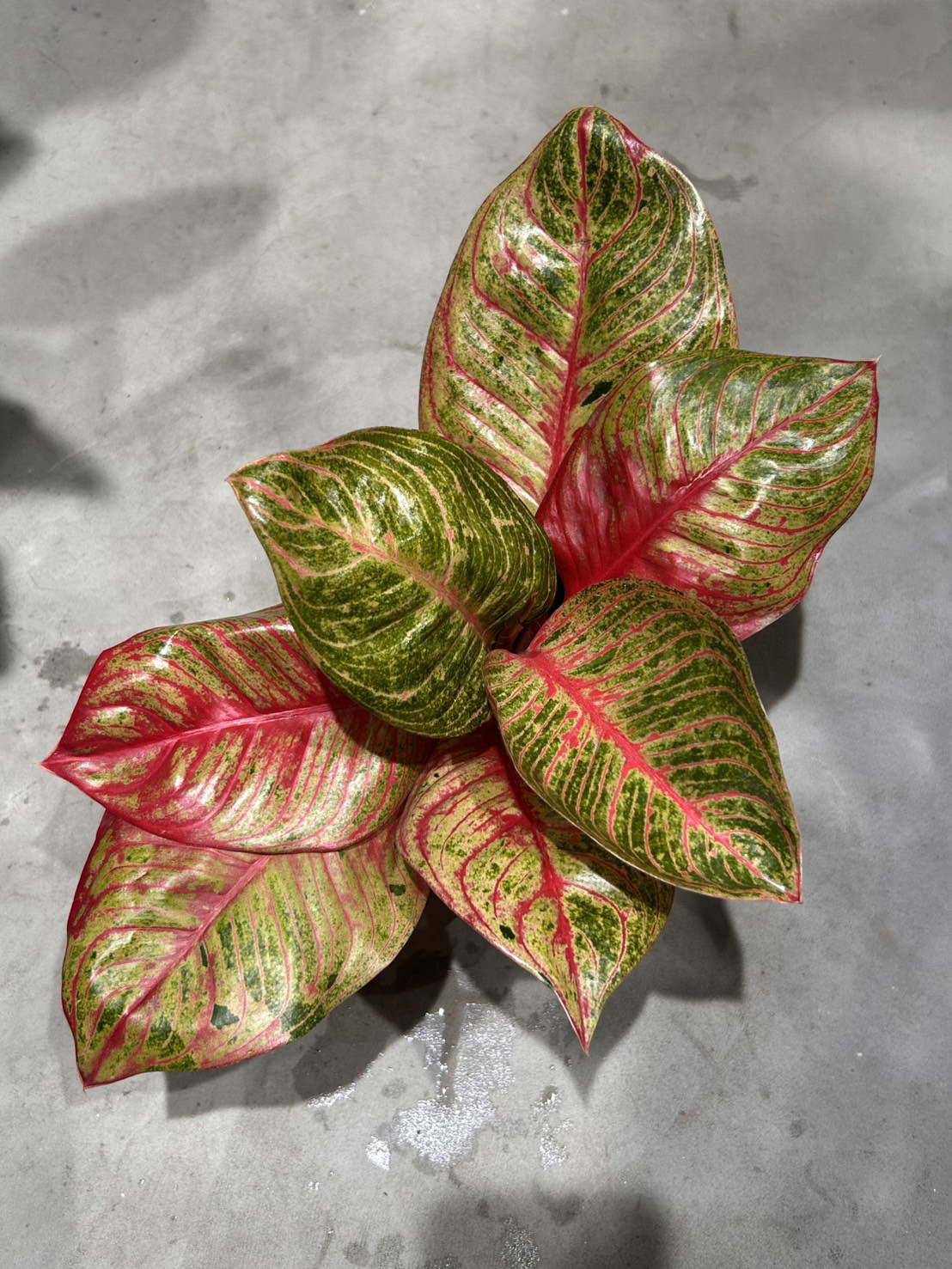 アグラオネマ　ヘルゲス　B