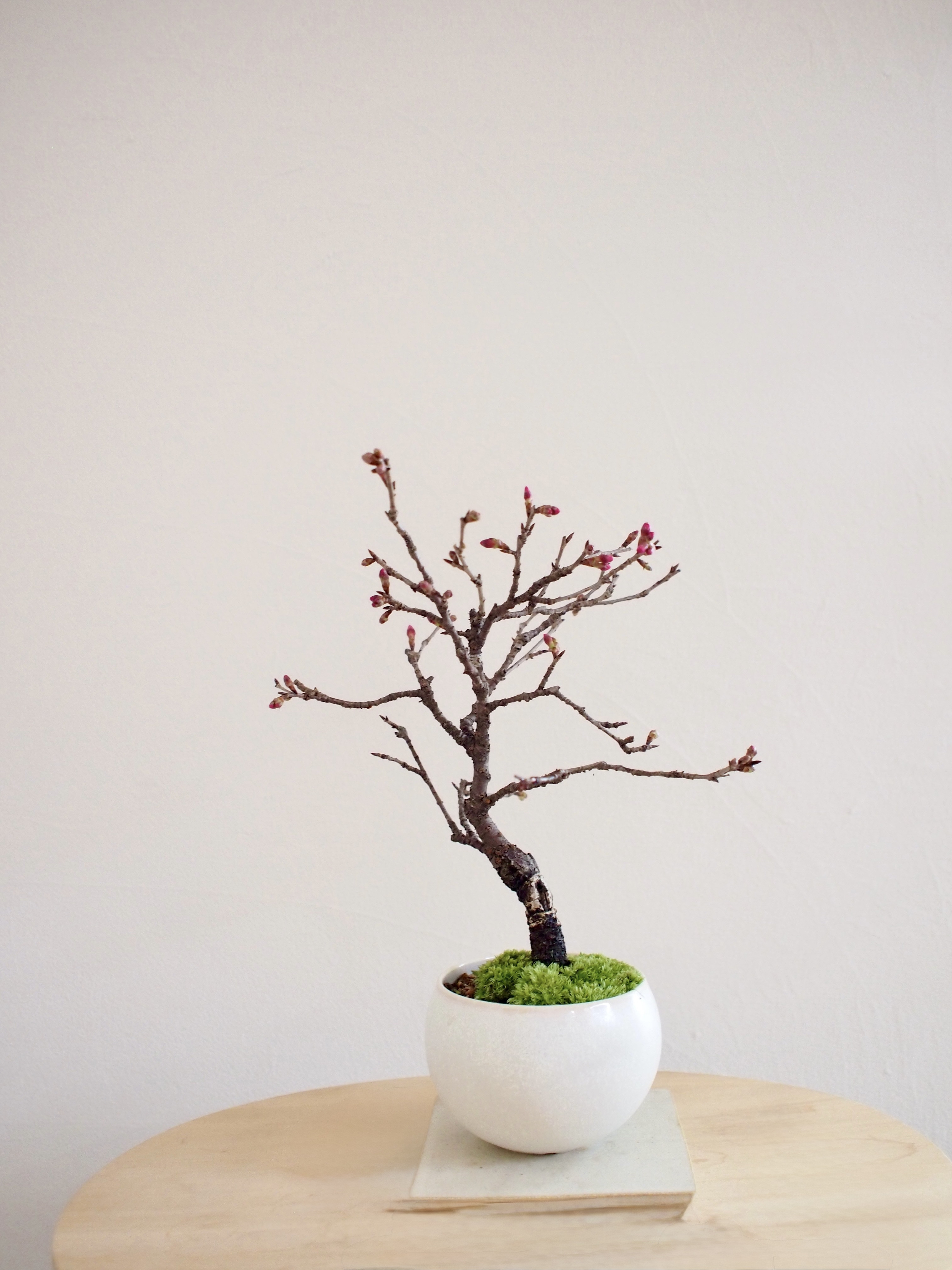 おかめ桜｜お花見盆栽｜早咲き桜｜花もの盆栽