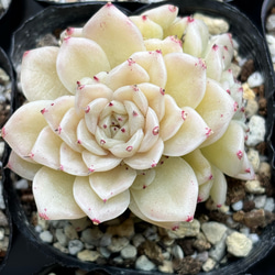 お買い得♪韓国苗7点セット 多肉植物 寄せ植え 多肉植物 プクニク 通販