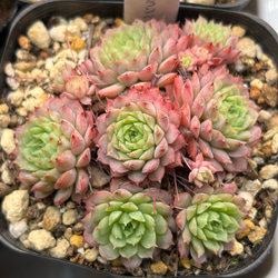 SALE】オリジナルアモエナ 多頭群生 韓国苗 多肉植物 多肉植物